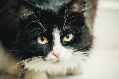 Siyah beyaz bir kedinin şüpheli görünüşü