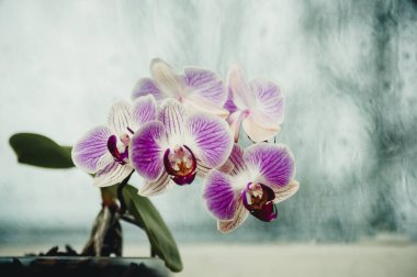 Pencerenin arka planında narin ve kırılgan orkide