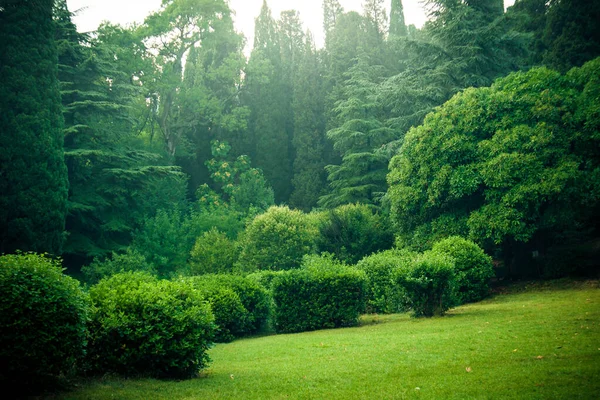 Yüksek selvi ağaçlarıyla güneşli bir açıklık.