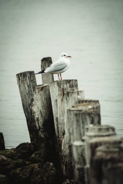 Sıcaklık ve yaz için bekleyen martı