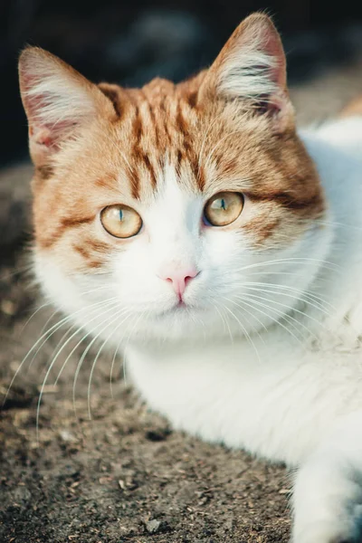 Rudy Kot Dużymi Oczami — Zdjęcie stockowe
