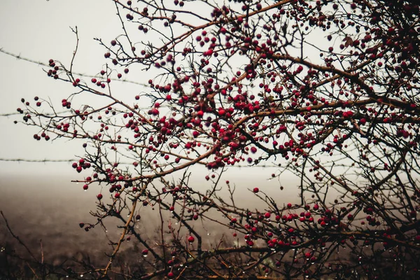 Çalılıklarda Gül Kalçası — Stok fotoğraf