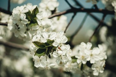 Bir dalda beyaz çiçekler