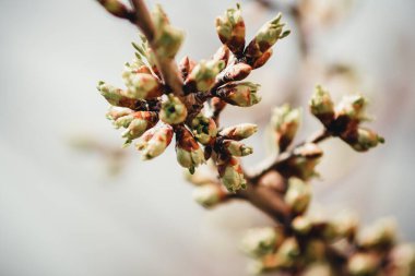 bir dalda yeni yeşil yapraklar