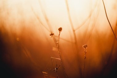 Gün batımında kuru turuncu çimenler