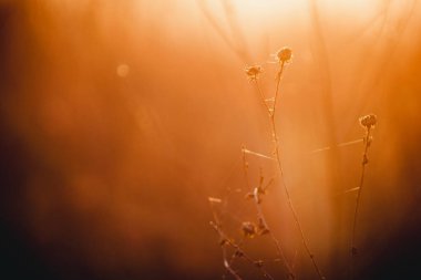 Gün batımında kuru turuncu çimenler