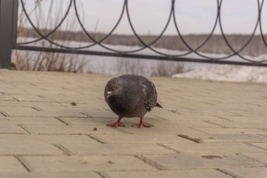 Bir güvercin taş bir yolda oturuyor.