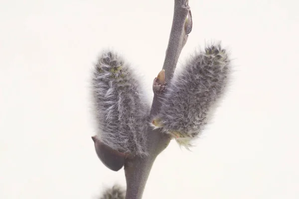 willow Bud on a tree trunk
