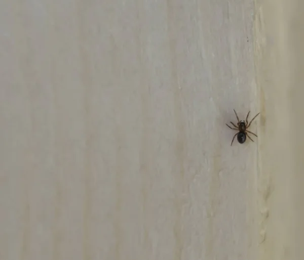 Spider Wooden Board Macro Shooting — Stock Photo, Image