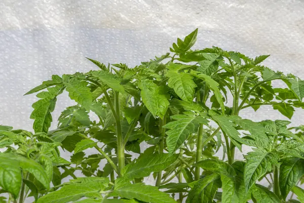 Plantação Mudas Tomate Cultivo Tomates Pepinos Estufa — Fotografia de Stock