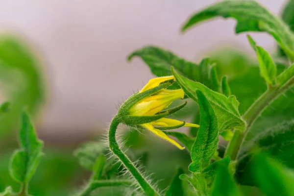 トマトの苗を植える 温室でトマトとキュウリを育て — ストック写真