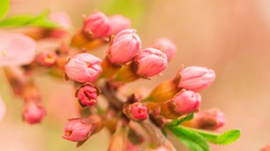 Çiçekli çalı fıstıklı badem. Badem çiçekleri. Çiçekli çalı.