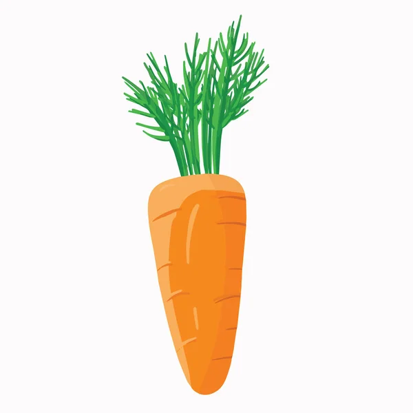 新鲜的胡萝卜在白色上隔离开来 矢量图解在现实的风格 产品设计 印刷品 新鲜蔬菜是素食主义的象征 — 图库矢量图片