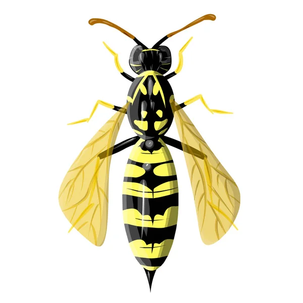 Realistische Verlieren Wespen Isoliert Auf Weißem Hintergrund Vektorillustration Von Insekten — Stockvektor