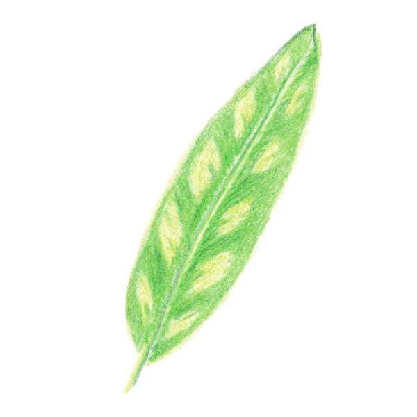 Längliche Grüne Aquarellstifte Tropisches Blatt Isoliert Auf Weißem Hintergrund Vorlage — Stockfoto