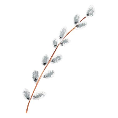 Pussy willow branch isolate on white background. Watercolor gouache hand drawn illustration. Concept of spring, blooming, nature. Decoration for greeting post cards, textile, napkins, print