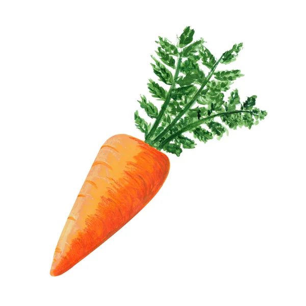 Carota Fresca Con Verdure Isolate Sfondo Bianco Illustrazione Disegnata Mano — Foto Stock