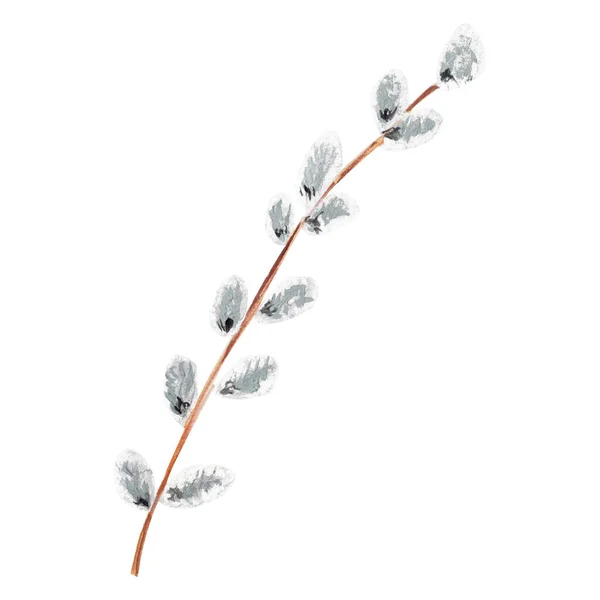 Pussy Willow Branch Isolate White Background Watercolor Gouache Hand Drawn — 스톡 사진