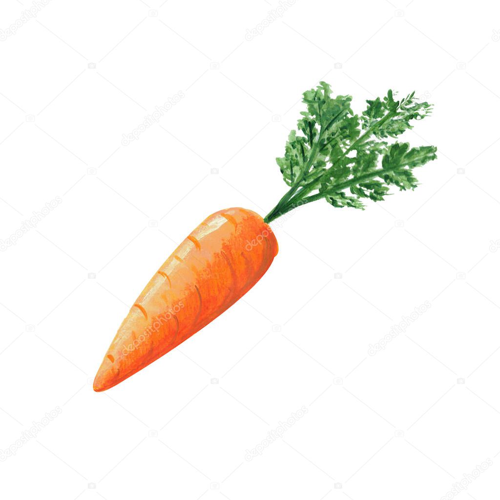 Fresh carrot with greens isolated on white background. Watercolor gouache hand drawn illustration in realistic style. Product design, decoration and label for vagetables, vegan lifestyle