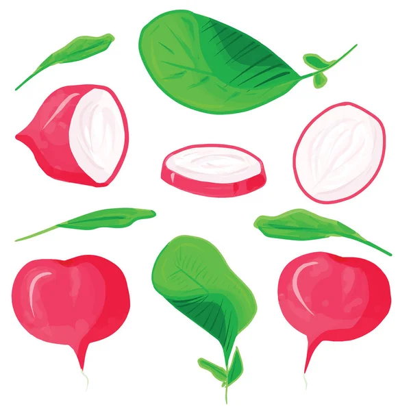 Čerstvě Růžová Ředkvička Plátky Zeleninová Sada Izolované Bílém Pozadí Vektorová — Stockový vektor