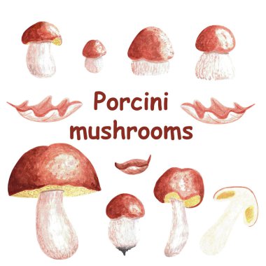 Beyaz arka planda izole edilmiş suluboya el çizimleri küçük ve büyük porcini (boletus edulis) çizimleri. Yenilebilir mantar koleksiyonu. Yiyecek kavramı, sonbahar toplama, hasat.