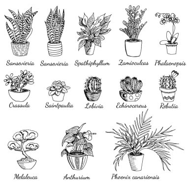 İsimli ev bitkileri koleksiyonu. El çizimi vektör botanik çizimi taslak çizim tarzında. Sansevieria, spathiphyllum, zamioculcas, phalaenopsis, kaktüs, anthurium, Phoenix bitkileri