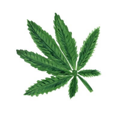 Beyaz arka planda izole edilmiş marihuana yaprağı. Suluboya el resmi gerçekçi bir şekilde çizilmiş. Kozmetik, narkotik, kenevir yağı, botanik baskı kavramı.