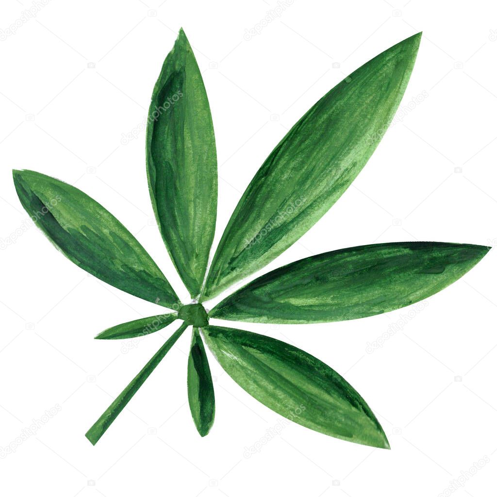 Marijuana green leaf isolated on white background. Concept of smoking, dangerous drug addiction, problem of legalization. Watercolor gouache green hand drawn illustration in realistic style.