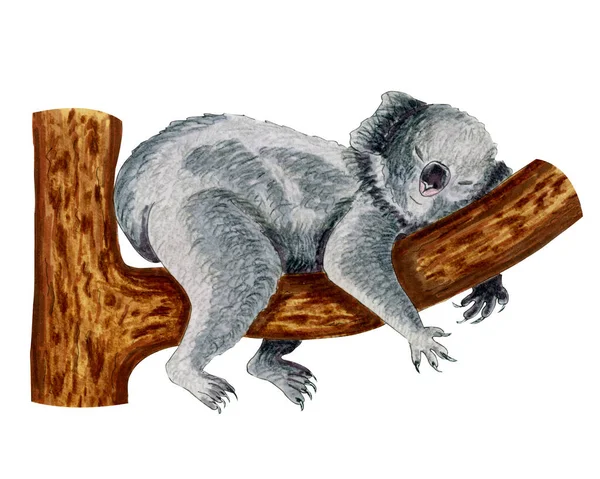 Hewan Koala Lucu Yang Tidur Pohon Trunk Watercolor Menggambar Tangan — Stok Foto