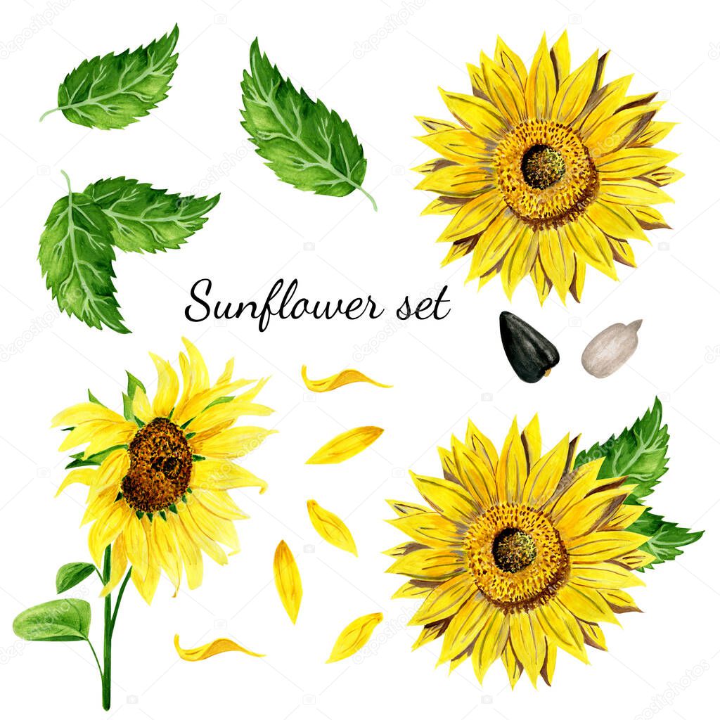 Set of bright yellow sunflower, leaves, seeds, petals isolated on white background. Watercolor gouache hand drawn illustrations in realistic style. Agricultural plantation for oil production