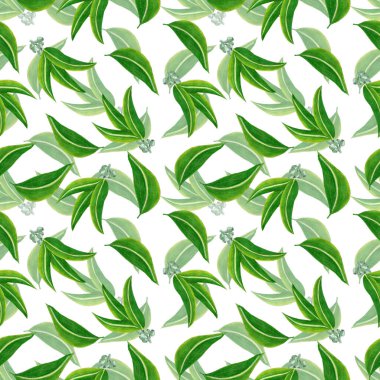 Beyaz arka planda okaliptüs yapraklı kusursuz desen. Suluboya kalemleri gerçekçi bir şekilde elle çizilmiş. Tıbbi otlar, çiçekli arka plan, egzotik ağaç, koala yemi, yeşil yapraklar.
