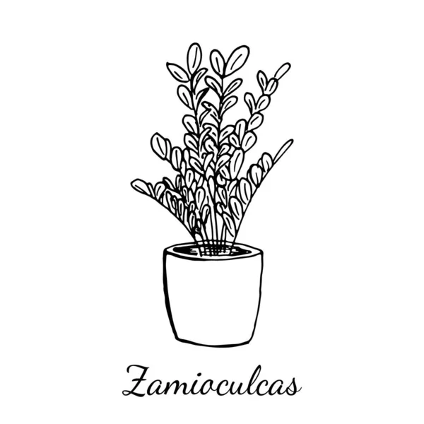 白い背景に孤立したザミアンカシスの花のポット スケッチリアルなスタイルでベクトルイラスト 葉を持つドルの木の植物 光合成 ハウスキーピング ホームプラントの概念 — ストックベクタ