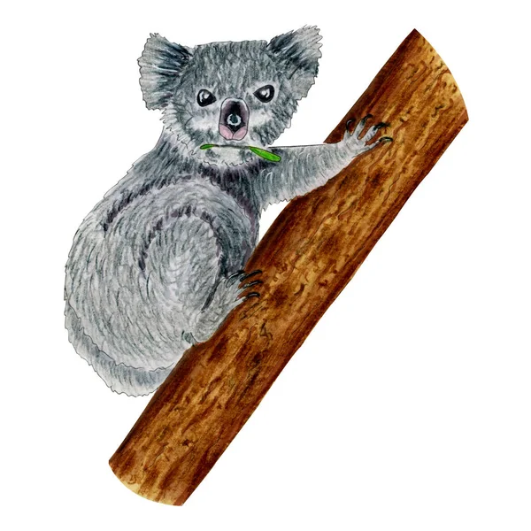 Niedliche Koala Australischen Tier Sitzt Auf Baum Mit Eukalyptusblatt Aquarellstifte — Stockfoto