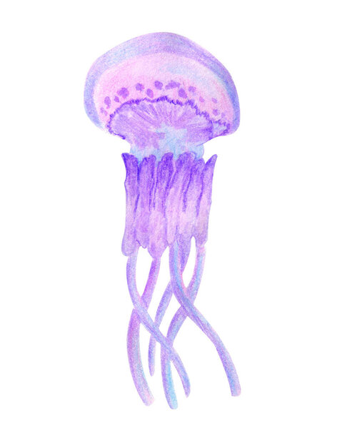 Фиолетовые медузы океана и морской воды животных изолированы на белом фоне. Акварель ручной работы иллюстрации в мультяшном реалистичном стиле. В глубоком мире жизни, летних отпусков, веселья.
