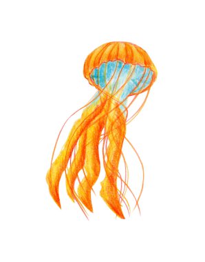 Güzel kırmızı Medusa beyaz arka planda izole edilmiş. Suluboya elle çizilmiş gerçekçi bir resim. Derin deniz ve okyanus suyu hayvanı - denizanası. Dalış, yüzme ve okyanus kavramı