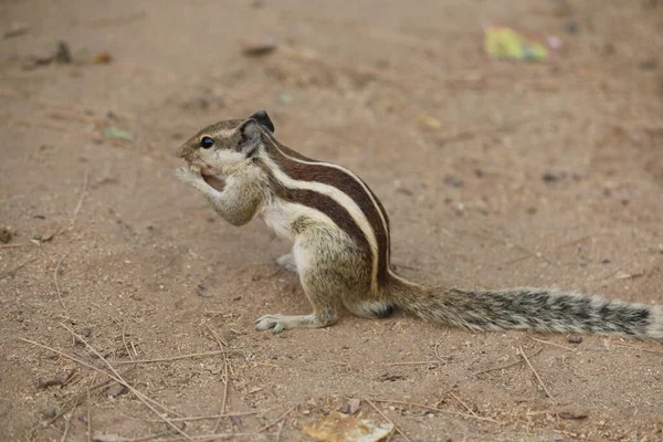 Ardillas Comiendo Suelo Ardilla Linda — Foto de Stock