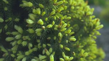 Pikea glauca Daisys 'e yakın. Beyaz cüce kozalaklı kozalaklı ağaç.