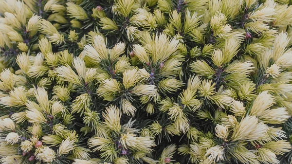 Close up of young sprouts of picea glauca conica Daisy White tree. Spruce gray canadian fir in spring. Texture, background, pattern — Stock Image Close up of young sprouts of picea glauca conica Daisy White tree. Spruce gray canadian fir in spring. Texture, background, pattern Stock Photo