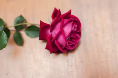 kırmızı gül ahşap bir yüzey.