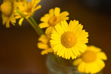 Tarafsız arka planda sarı çiçekler. Önplana odaklan