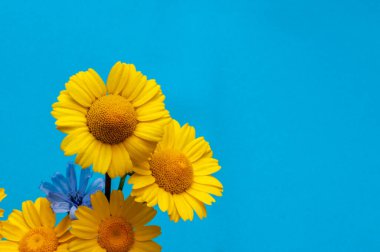 Mavi arkaplanda küçük doğal sarı ve mavi çiçekler.