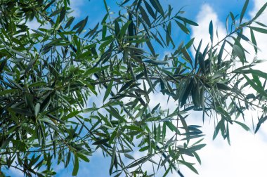 Gökyüzü arka planında zeytin dalları