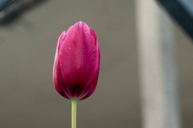 Pembe bir lale yakın plan. Harika kopyalama alanı