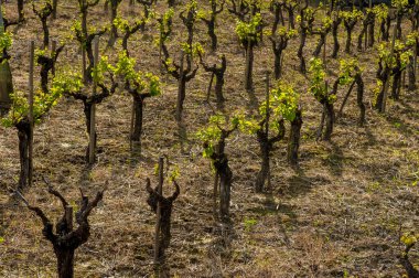 Tarlalarda üzüm bağı manzarası.