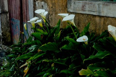 Ön kapıda Zambak çalısı