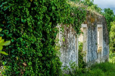 Yeşil yapraklar ve çalılarla kaplı eski bir bina.