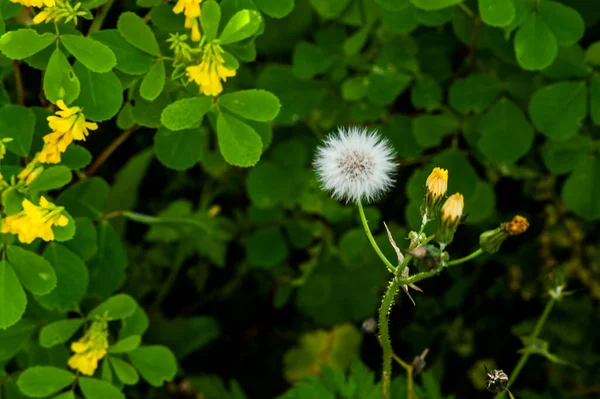 Dandelion ชสม นไพรท ฤทธ สสาวะและท าให งเป โปรดปรานการย อยอาหาร — ภาพถ่ายสต็อก