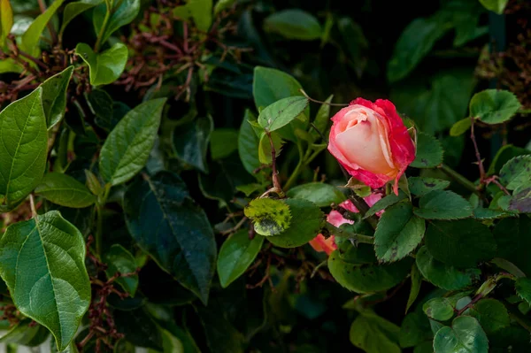 Rosa Única Rosa Uma Roseira Grande Espaço Cópia — Fotografia de Stock