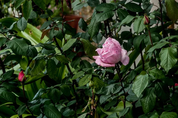 Vacker Mjuk Rosa Ros Stjälk Mellan Gröna Blad Stor Kopieringsutrymme — Stockfoto
