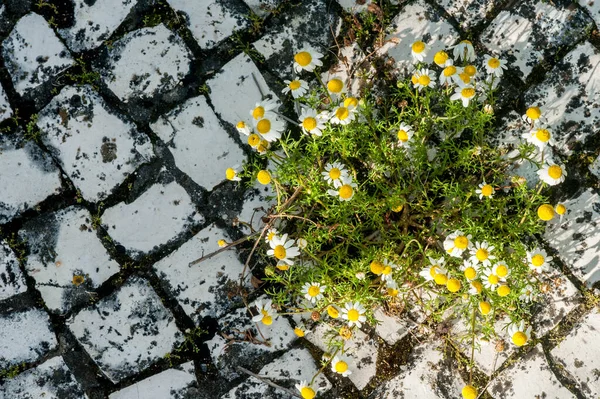 High Angle View Daisy Flowers Rocks — Stock Photo, Image